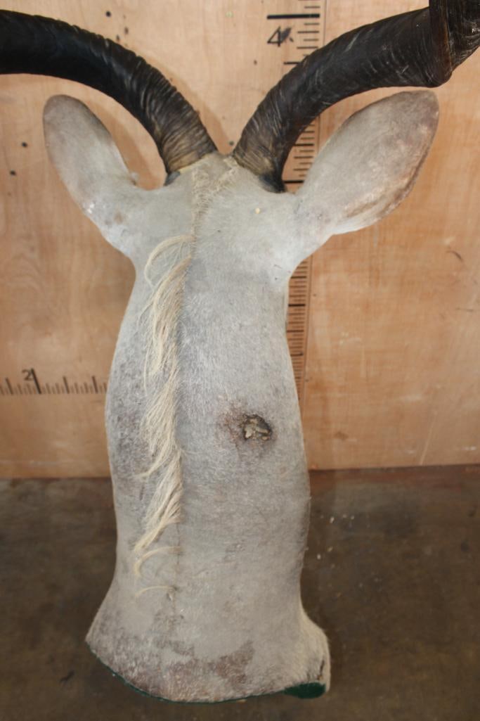 Big KUDU Shoulder Mount converted to a Pedestal Mount with Removable Horns - 7