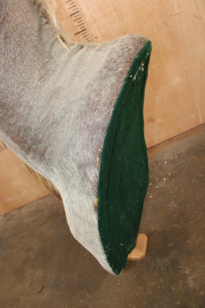 Big KUDU Shoulder Mount converted to a Pedestal Mount with Removable Horns - 8