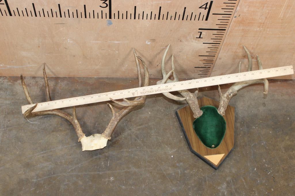 (1) 10-Point WHITETAIL DEER Skull and (1) 9-Point WHITETAIL DEER Skull Cap - 2