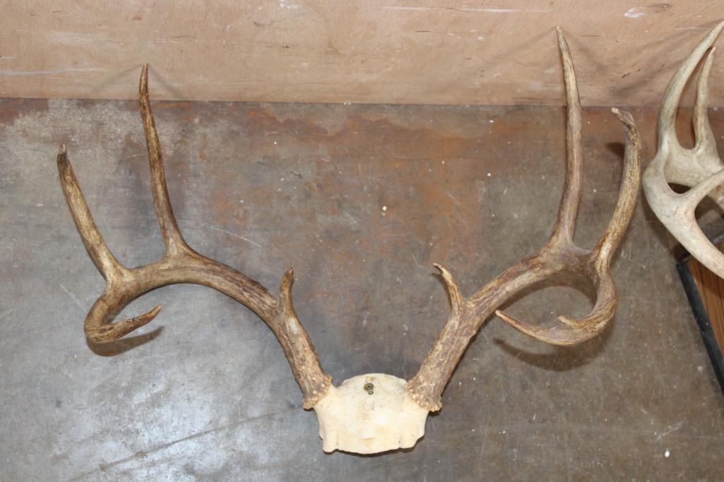 (1) 10-Point WHITETAIL DEER Skull and (1) 9-Point WHITETAIL DEER Skull Cap - 3