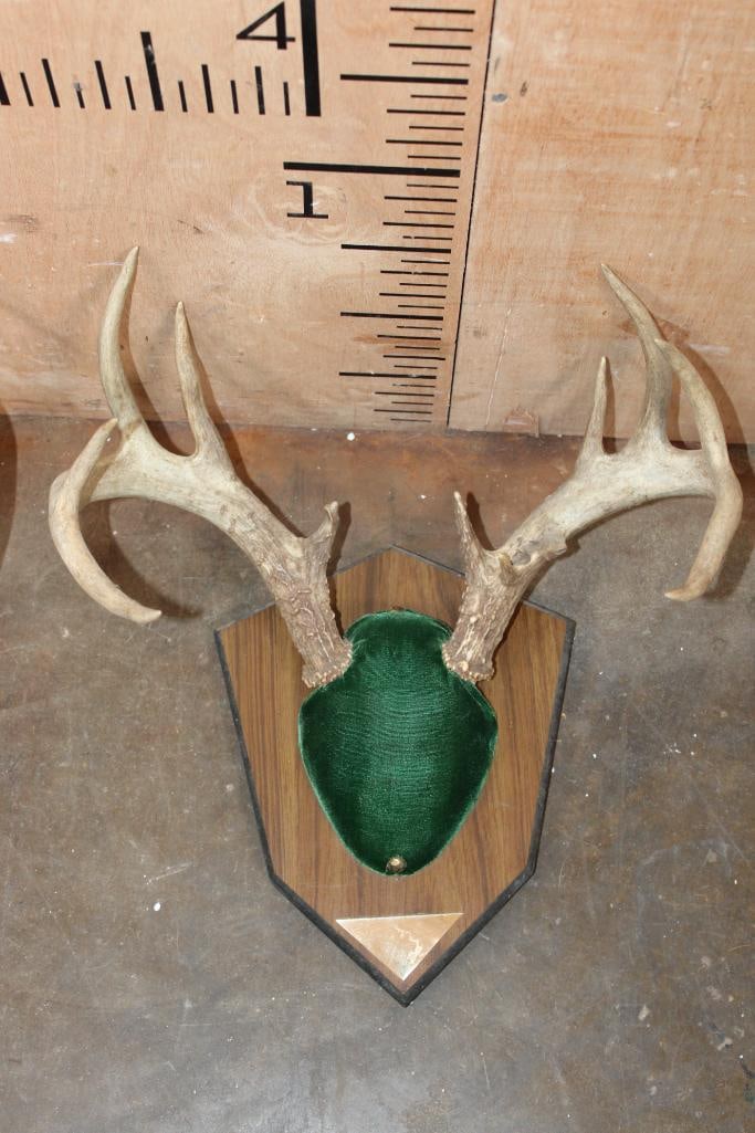 (1) 10-Point WHITETAIL DEER Skull and (1) 9-Point WHITETAIL DEER Skull Cap - 4