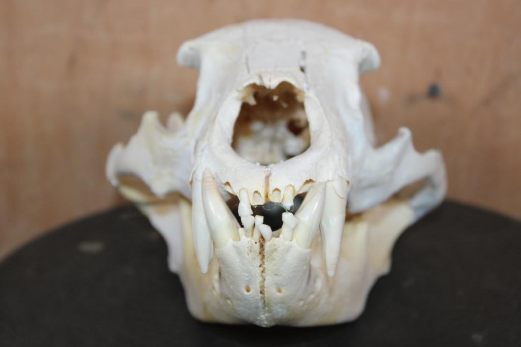 BLACK BEAR Skull - 2