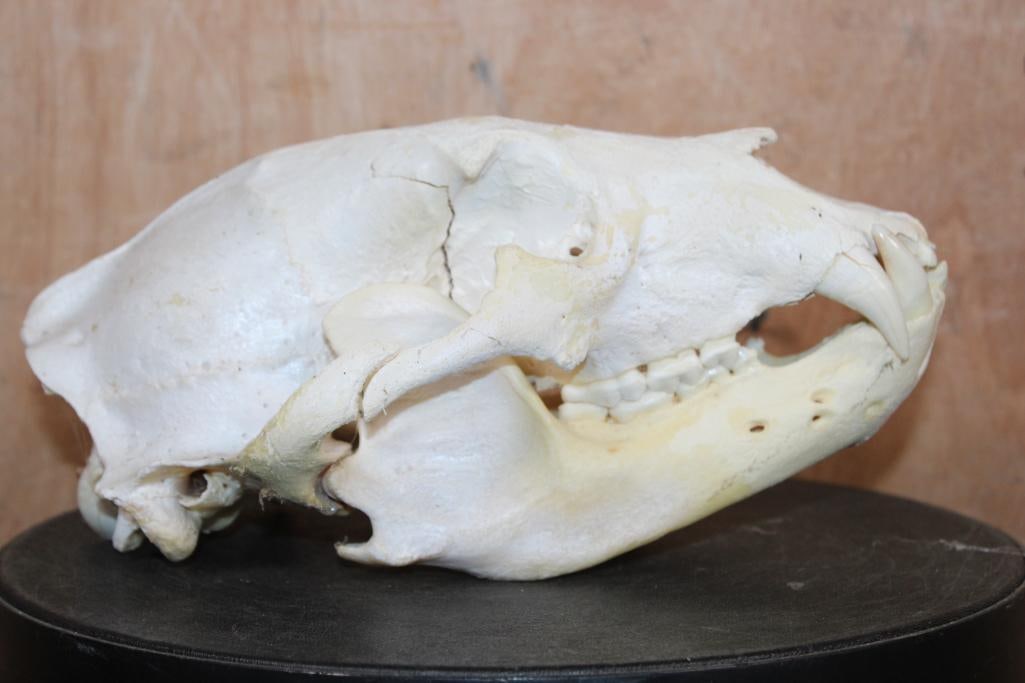 BLACK BEAR Skull - 3