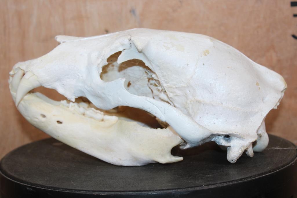BLACK BEAR Skull - 4