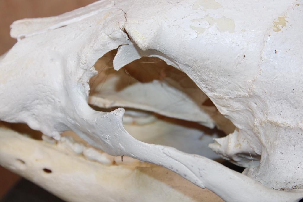 BLACK BEAR Skull - 5