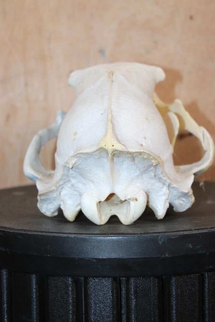BLACK BEAR Skull - 6