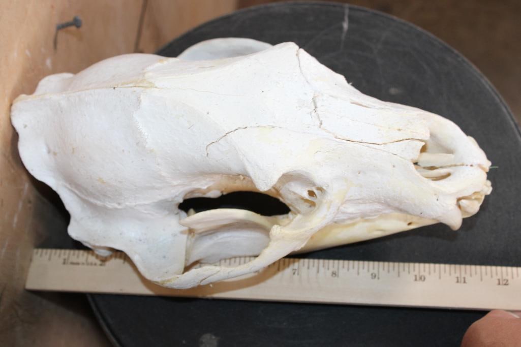 BLACK BEAR Skull - 7