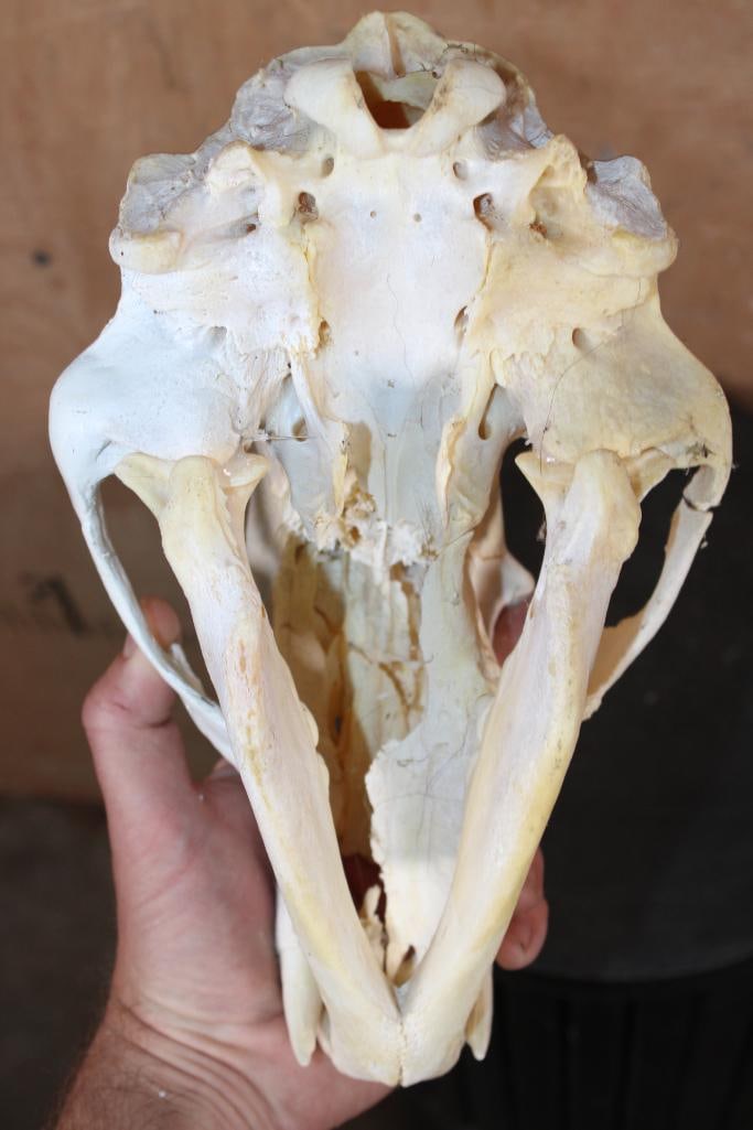 BLACK BEAR Skull - 8
