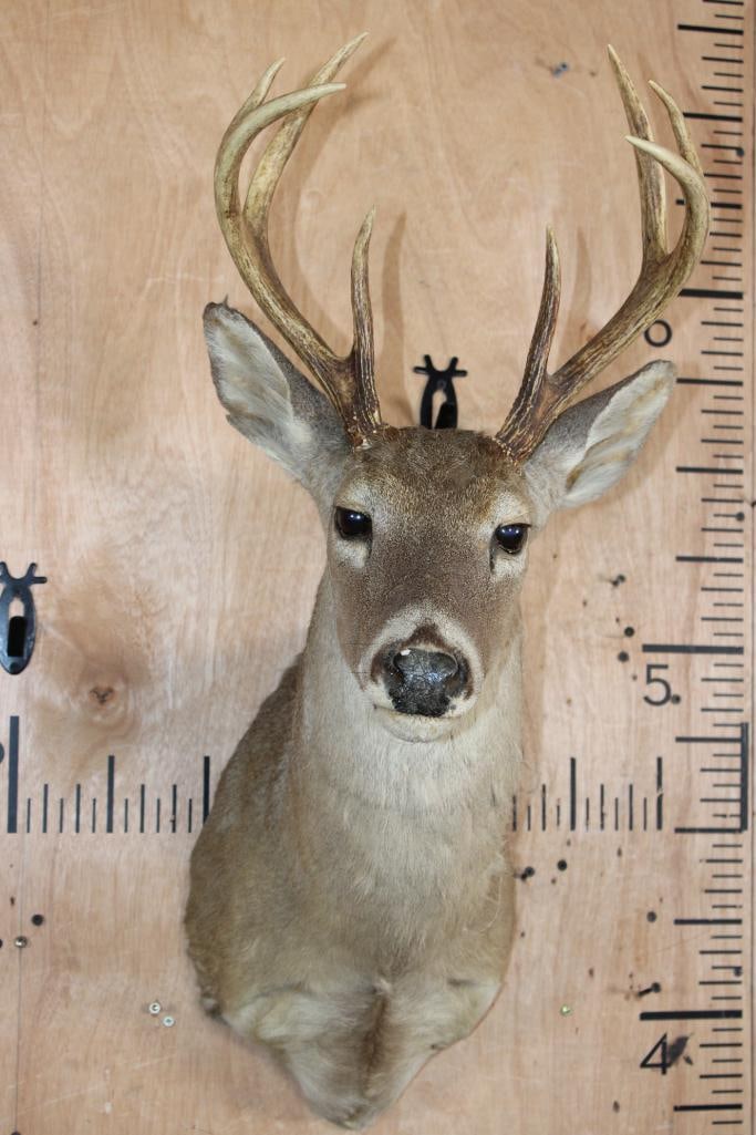 8-Point WHITETAIL DEER Shoulder Mount: Small 8-Point WHITETAIL DEER Shoulder Mount. This is an older mount in the expected condition for its age. TAXIDERMY 