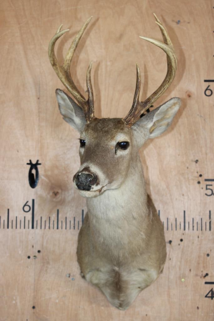 8-Point WHITETAIL DEER Shoulder Mount - 2