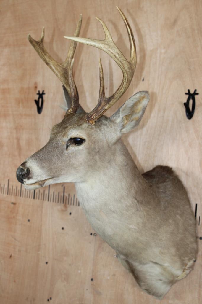 8-Point WHITETAIL DEER Shoulder Mount - 3