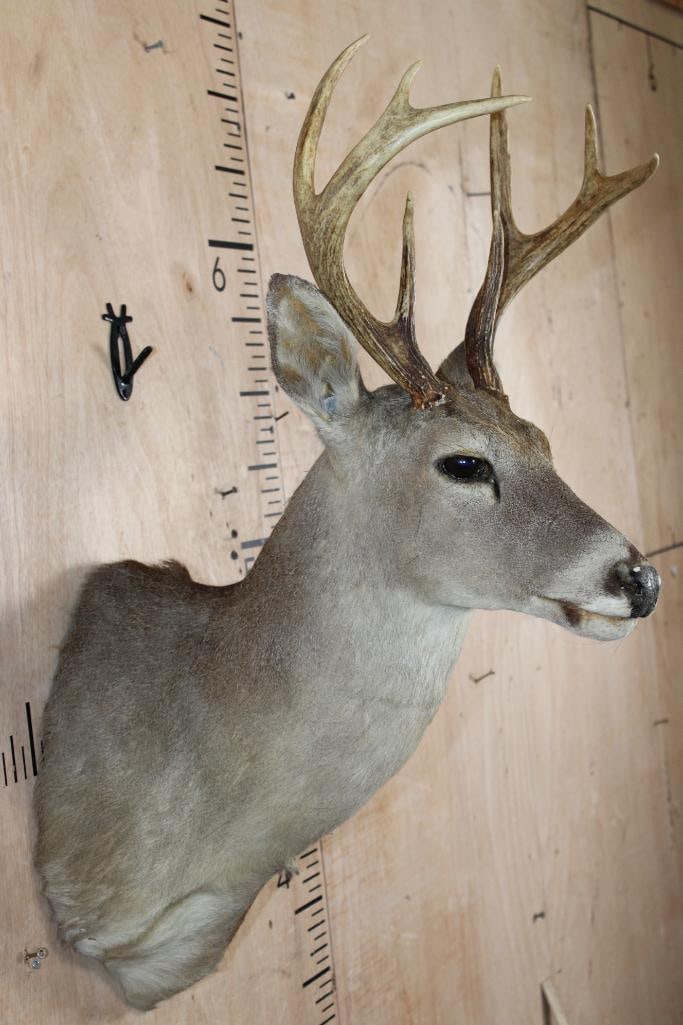 8-Point WHITETAIL DEER Shoulder Mount - 4