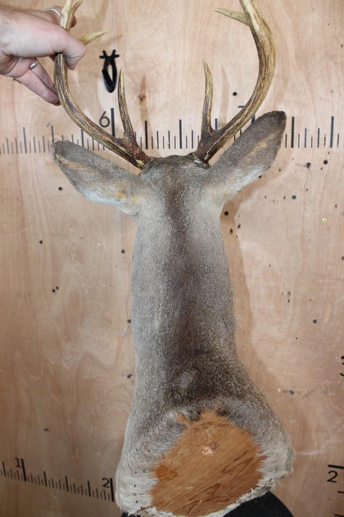 8-Point WHITETAIL DEER Shoulder Mount - 5