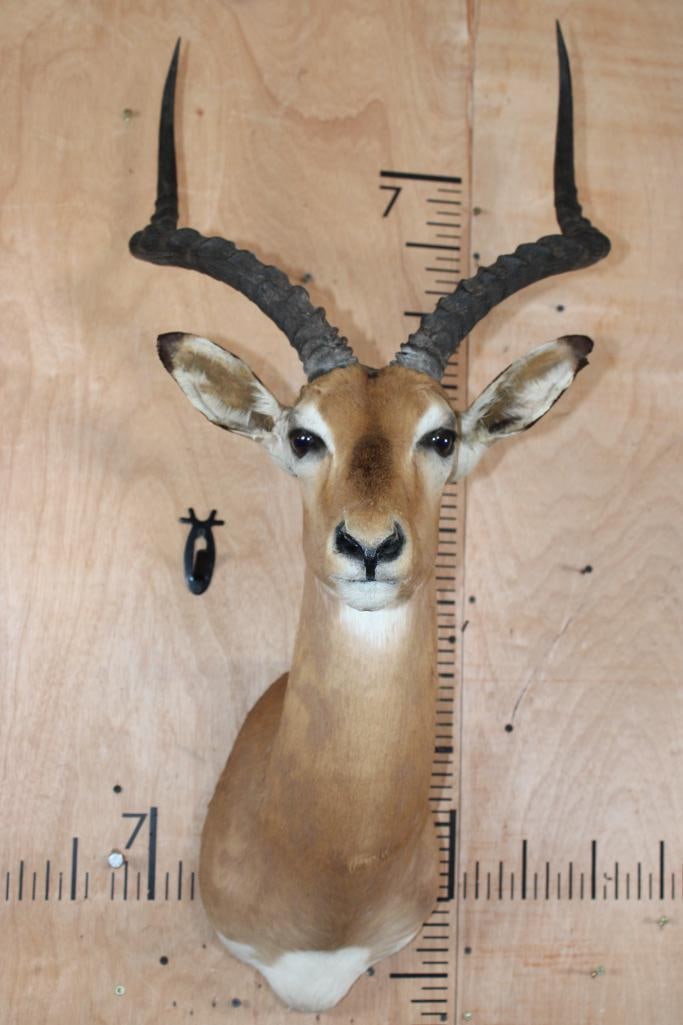 IMPALA Shoulder Mount: IMPALA Shoulder Mount. This is a nice older mount in Good Condition. TAXIDERMY 