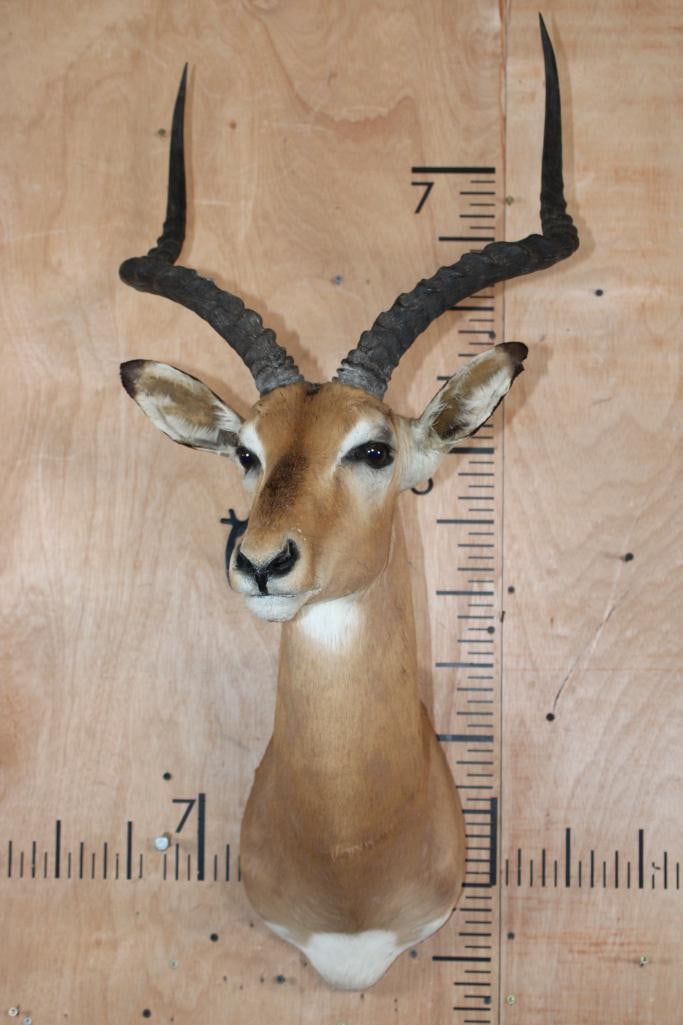 IMPALA Shoulder Mount - 2