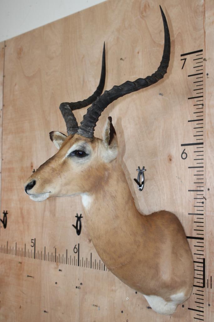 IMPALA Shoulder Mount - 3