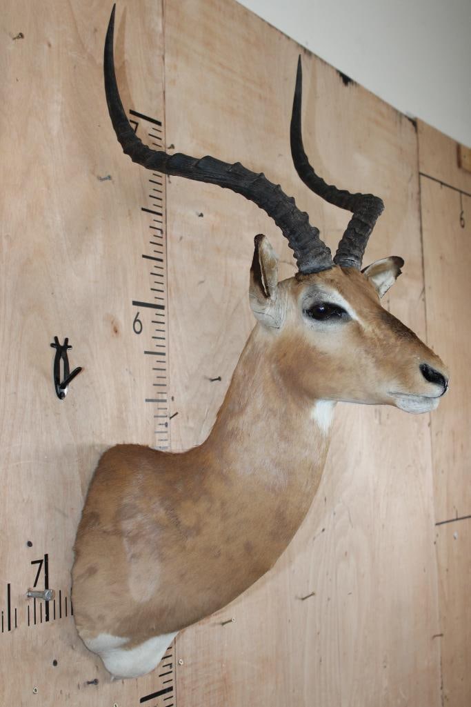 IMPALA Shoulder Mount - 4