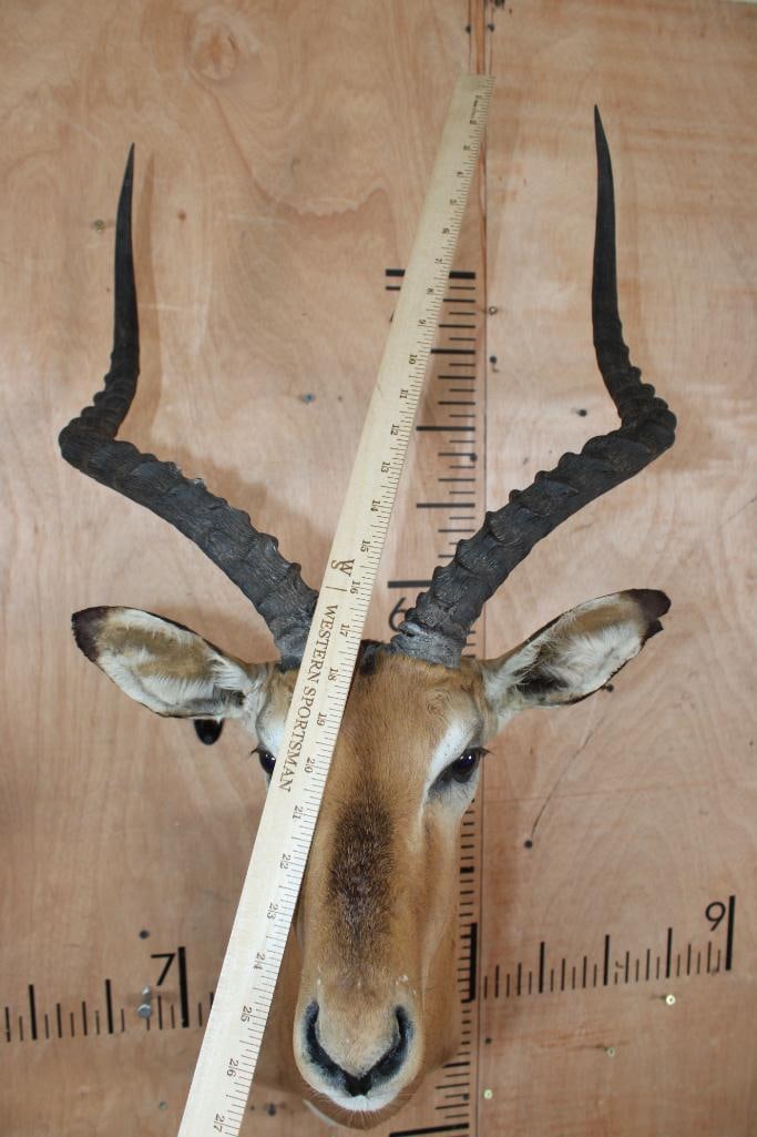 IMPALA Shoulder Mount - 5