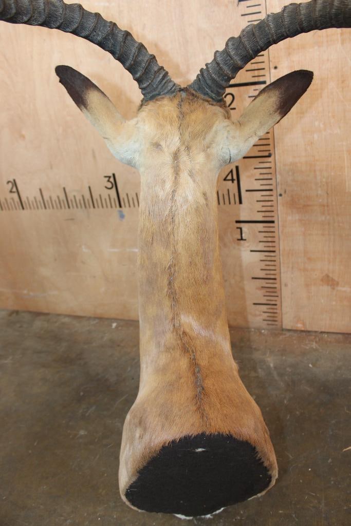 IMPALA Shoulder Mount - 6