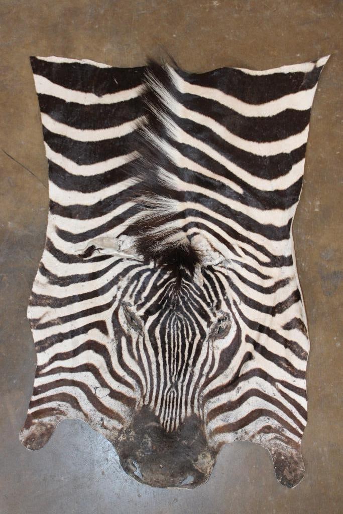 ZEBRA Head and Hide Section: ZEBRA Head and Hide Section. It measures 32" Long x 24" Wide. It is in Fair Condition. TAXIDERMY HIDES