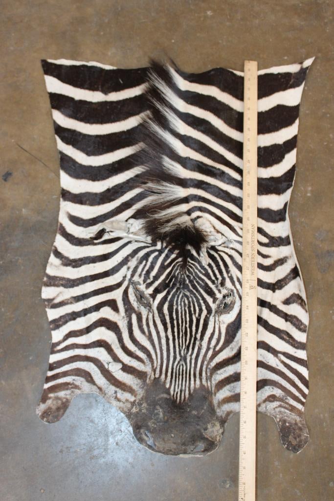 ZEBRA Head and Hide Section - 2