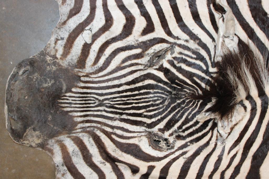 ZEBRA Head and Hide Section - 3