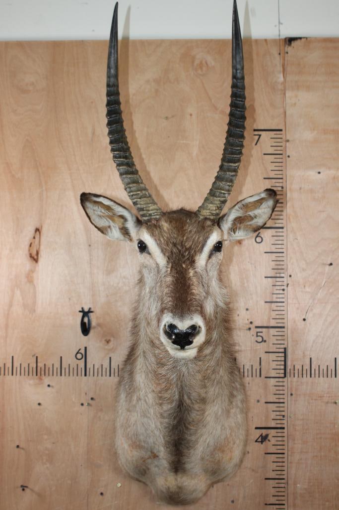 WATERBUCK Shoulder Mount: WATERBUCK Shoulder Mount. This is an older mount in Good Condition for its age. TAXIDERMY 