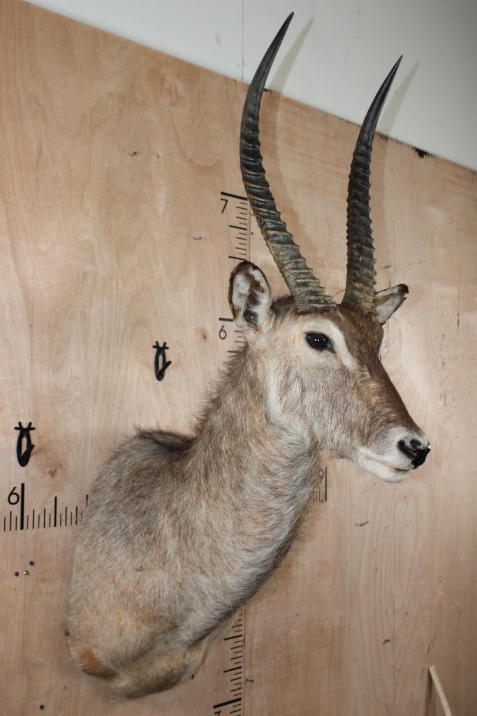 WATERBUCK Shoulder Mount - 2