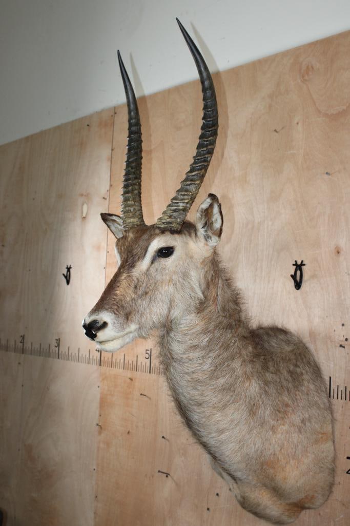 WATERBUCK Shoulder Mount - 3