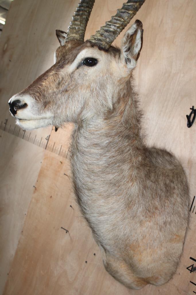 WATERBUCK Shoulder Mount - 4