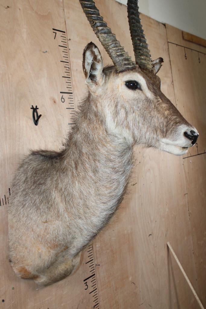 WATERBUCK Shoulder Mount - 5