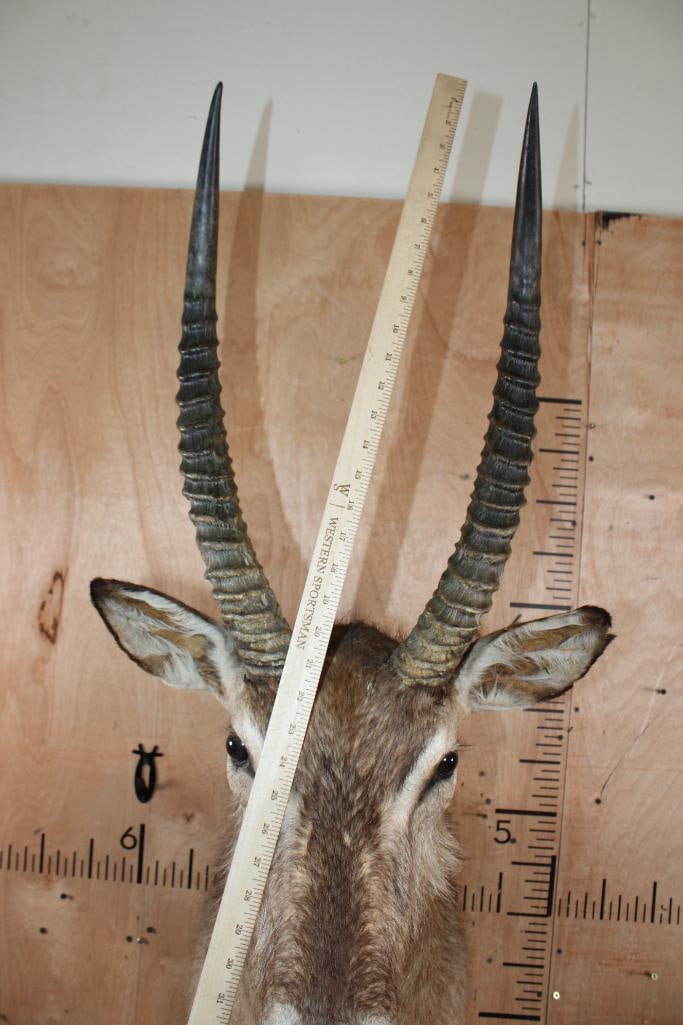 WATERBUCK Shoulder Mount - 6