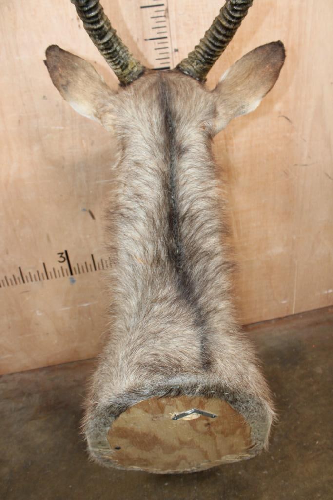 WATERBUCK Shoulder Mount - 7