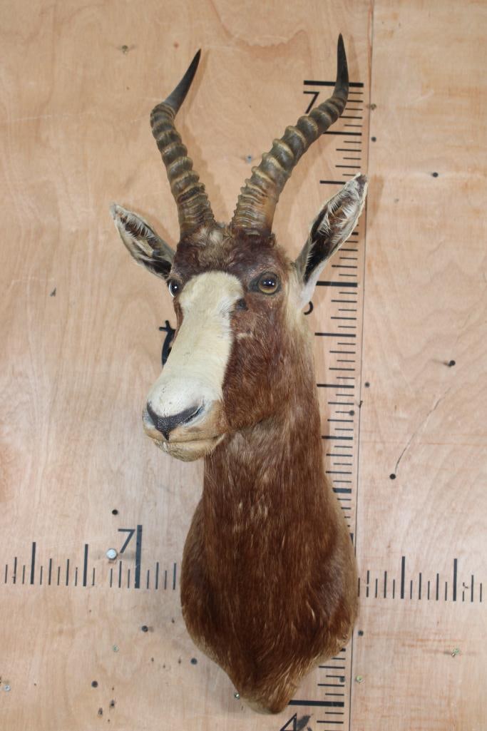 BLESBOK Shoulder Mount - 2