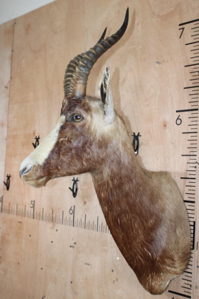 BLESBOK Shoulder Mount - 3