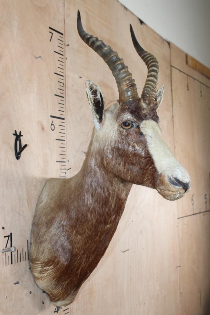 BLESBOK Shoulder Mount - 4