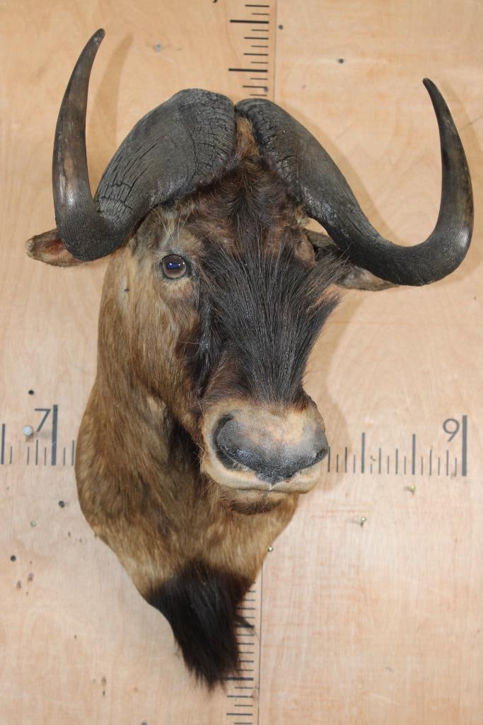 BLACK WILDEBEEST Shoulder Mount - 2