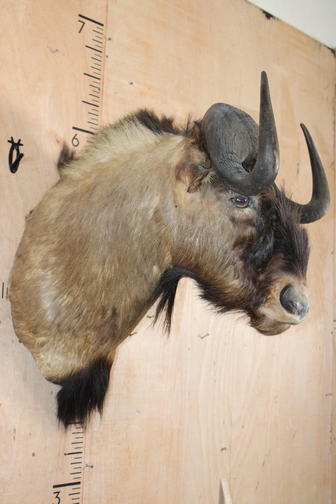 BLACK WILDEBEEST Shoulder Mount - 3
