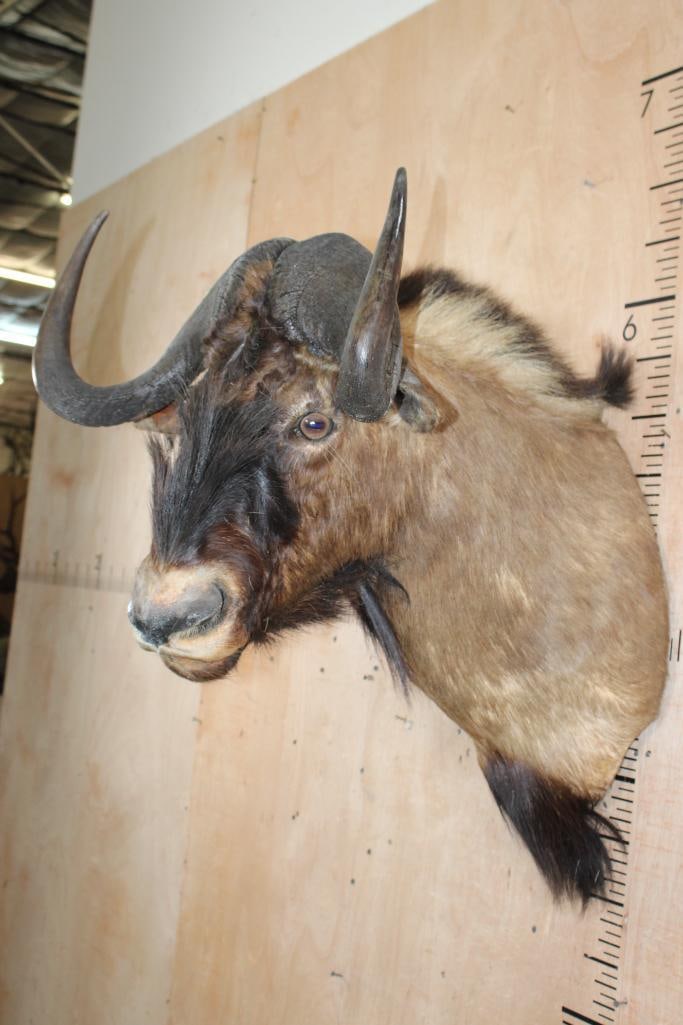 BLACK WILDEBEEST Shoulder Mount - 4