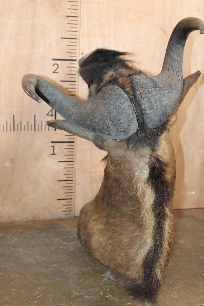 BLACK WILDEBEEST Shoulder Mount - 6