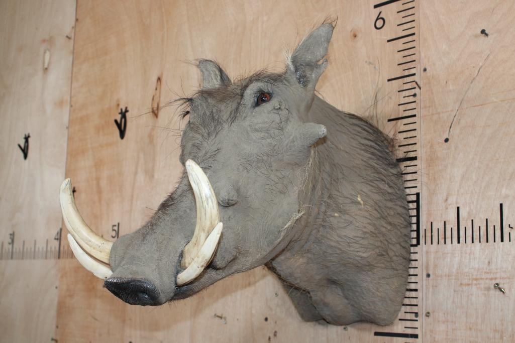 WARTHOG Shoulder Mount with XL Tusks - 2