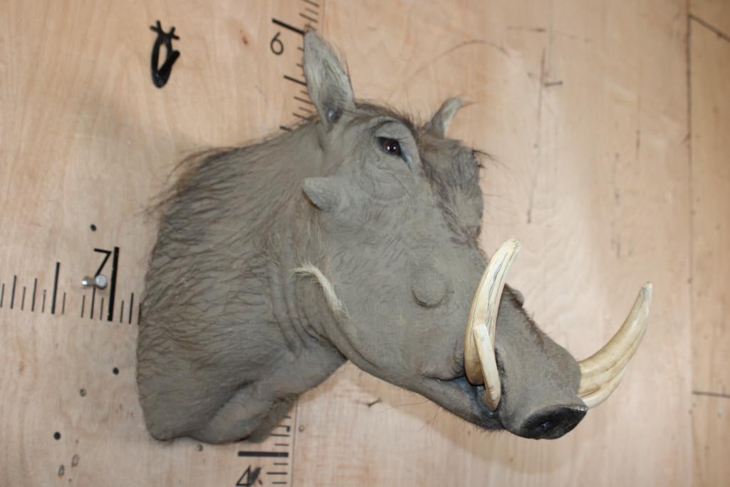 WARTHOG Shoulder Mount with XL Tusks - 3