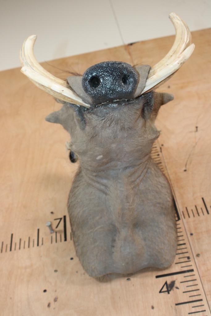 WARTHOG Shoulder Mount with XL Tusks - 4