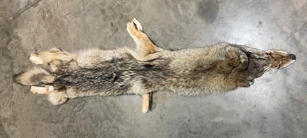(1) *New* Freshly Tanned XXL COYOTE or BRUSH WOLF Fur, Hide, or Skin: 1 *New* Freshly Tanned XXL COYOTE or BRUSH WOLF Fur, Hide, or Skin. It measures a whopping 63" Long. This is excellent winter fur taxidermy and ranch decor. TAXIDERMY HIDES 