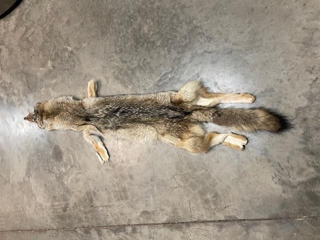 (1) *New* Freshly Tanned XXL COYOTE or BRUSH WOLF Fur, Hide, or Skin - 2
