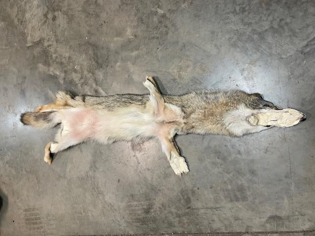 (1) *New* Freshly Tanned XXL COYOTE or BRUSH WOLF Fur, Hide, or Skin - 3