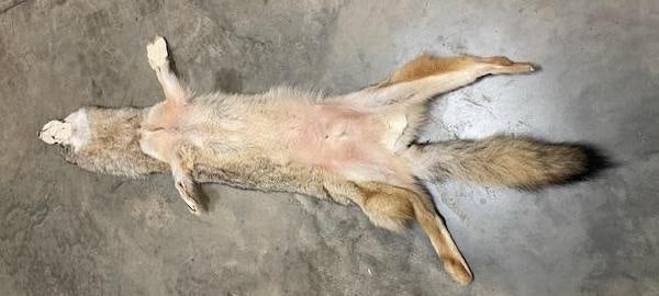 (1) *New* Freshly Tanned XXL COYOTE or BRUSH WOLF Fur, Hide, or Skin - 4