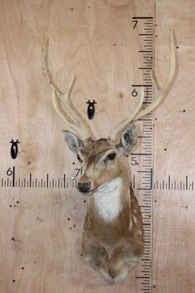 AXIS DEER Shoulder Mount - 2