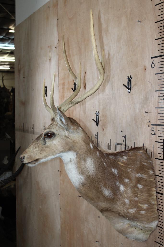 AXIS DEER Shoulder Mount - 3