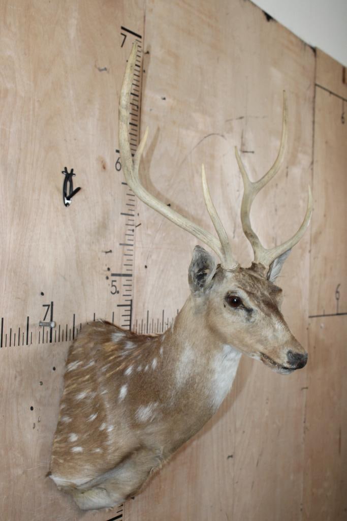AXIS DEER Shoulder Mount - 4